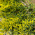 Juniperus chinensis Gold Lace 169460